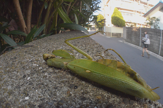 ハラビロカマキリ