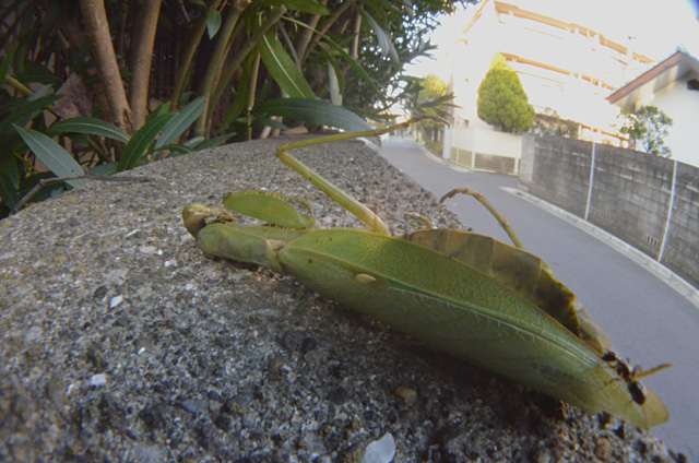 ハラビロカマキリ