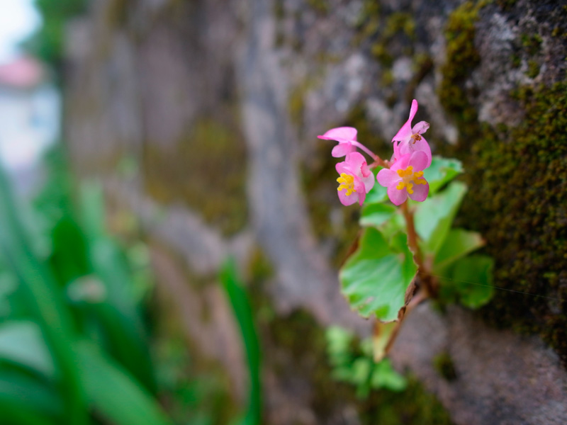シュウカイドウ