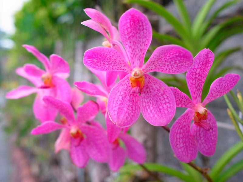 ヒスイランの一種