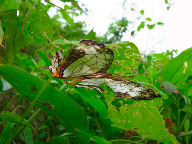 イシガケチョウ