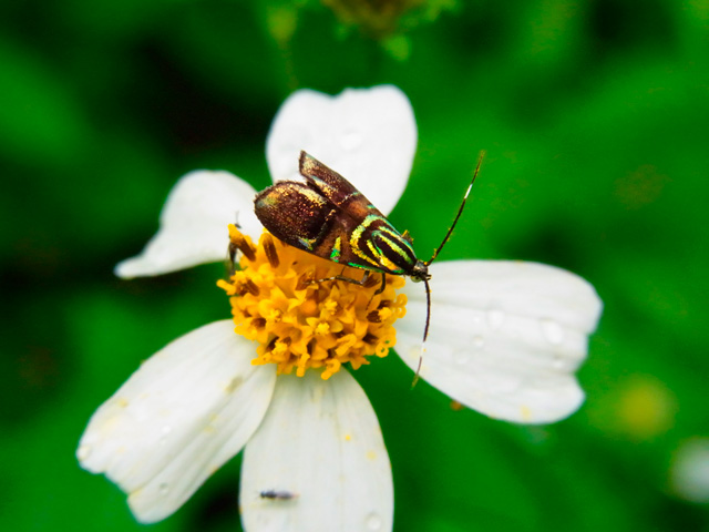 イヌビワオオハマキモドキ