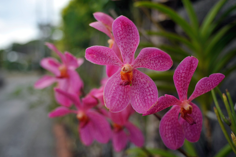 被写界深度テスト