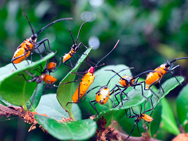 フタスジハリカメムシ幼虫・成虫