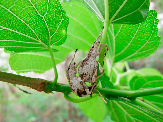 オキナワクワゾウムシ