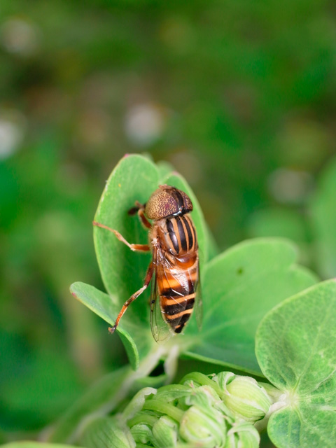ミナミキゴシハナアブ雌