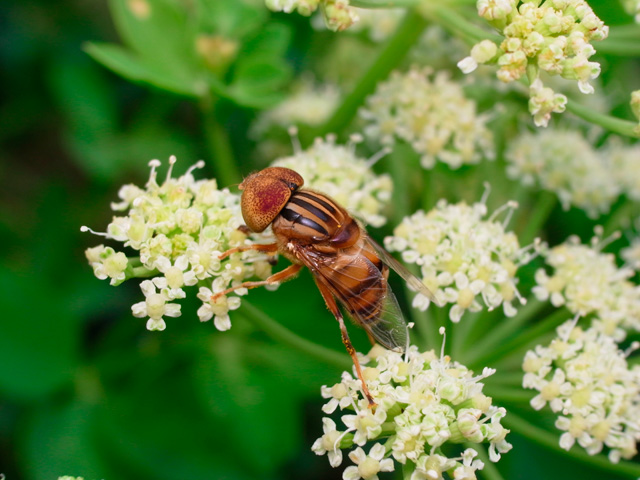 ミナミキゴシハナアブ雄