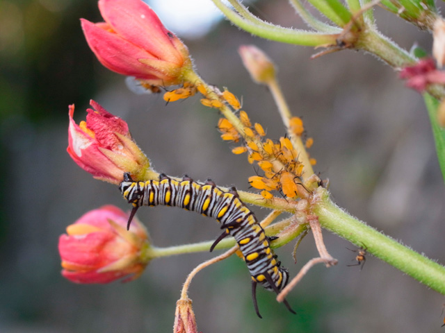 カバマダラ幼虫とキョウチクトウアブラムシ