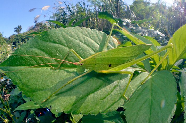 セスジツユムシ雄