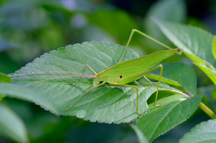 セスジツユムシ雄