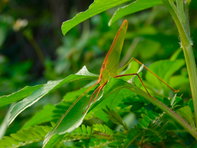 セスジツユムシ雄