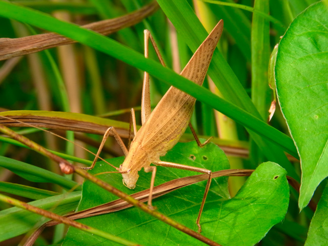 セスジツユムシ褐色型