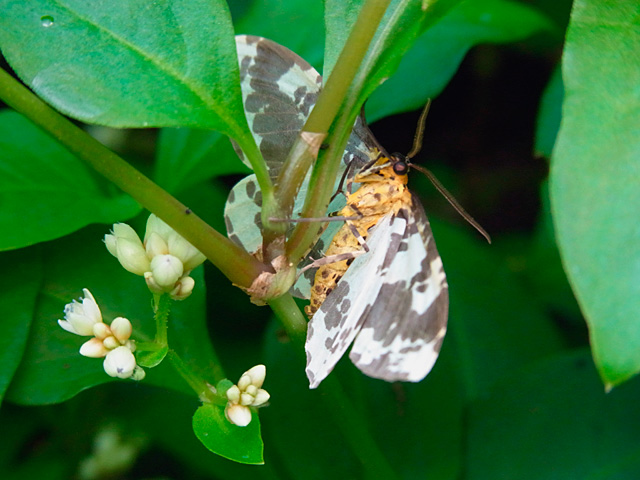 ユウマダラエダシャク