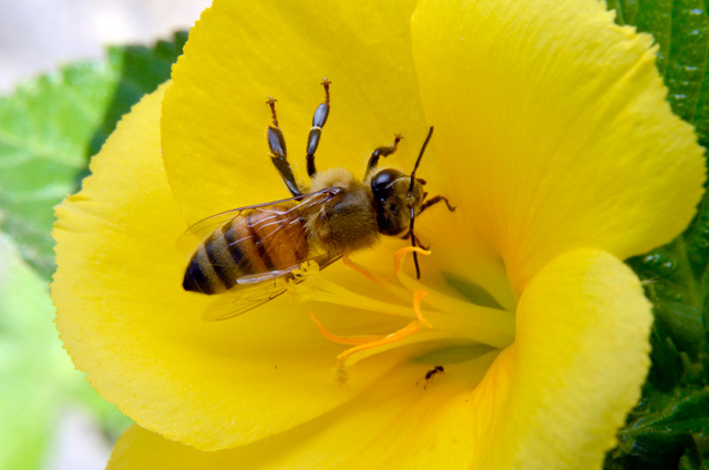 セイヨウミツバチ