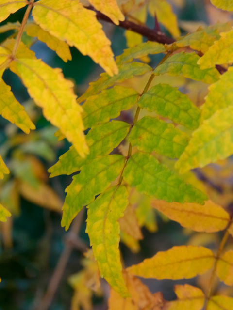 サンショウ黄葉