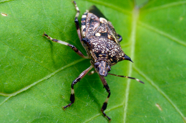 キシモフリクチブトカメムシ