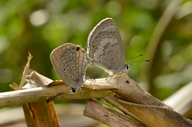 クロマダラソテツシジミ低温期型