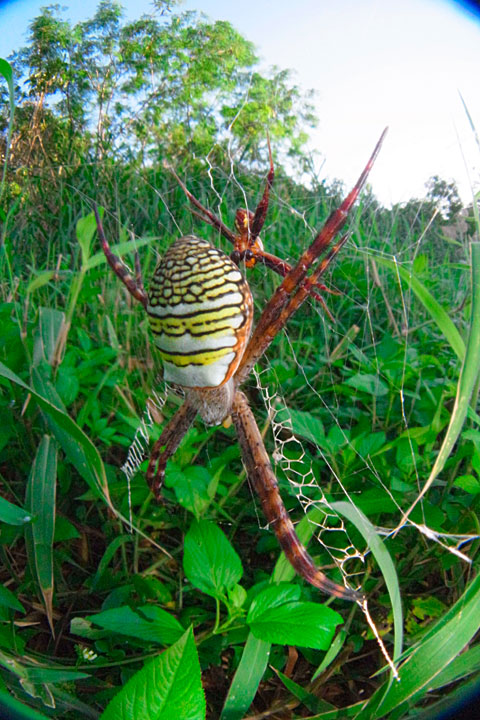 ナガマルコガネグモ