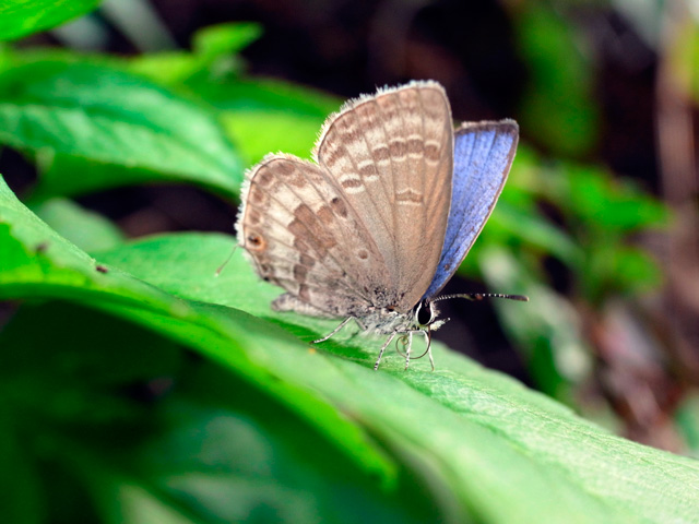クロマダラソテツシジミ低温期型雄