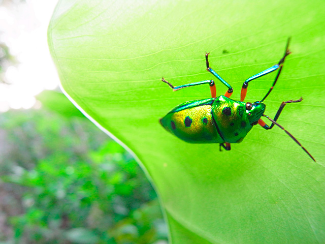 ナナホシキンカメムシ