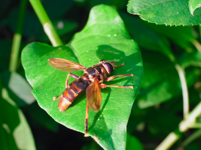 オキナワオオナガハナアブ