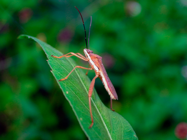 キスジホソヘリカメムシ