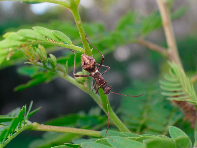 キスジホソヘリカメムシ？幼虫