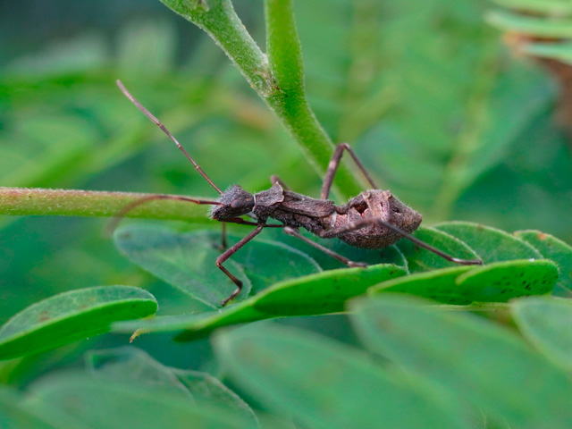 ホソヘリカメムシ？幼虫