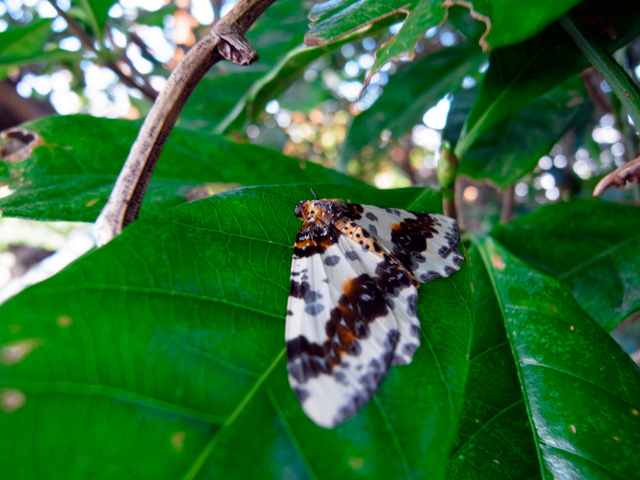 ユウマダラエダシャク