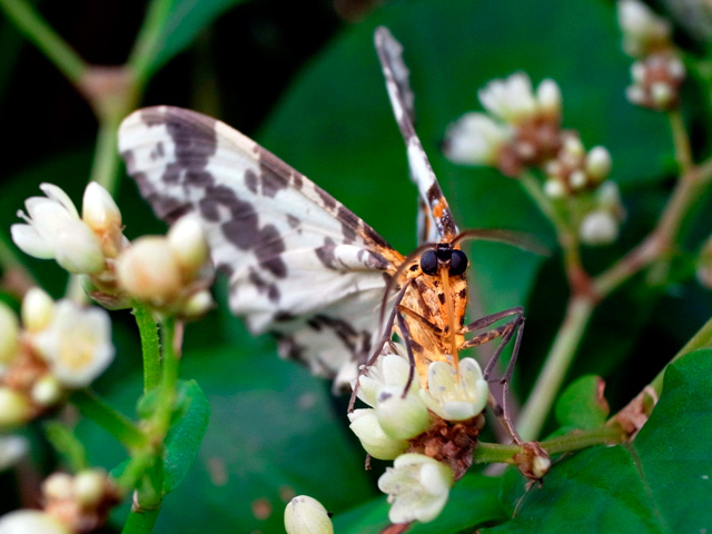 ユウマダラエダシャク