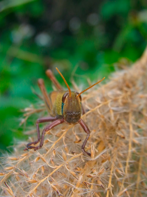 ツチイナゴ幼虫