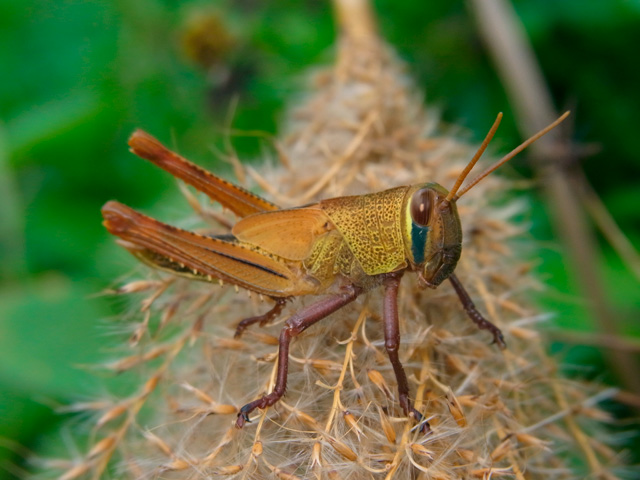 ツチイナゴ幼虫