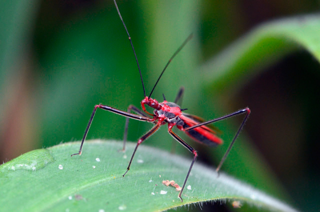 キベリヒゲナガサシガメ