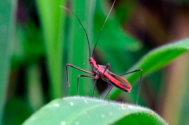 キベリヒゲナガサシガメ