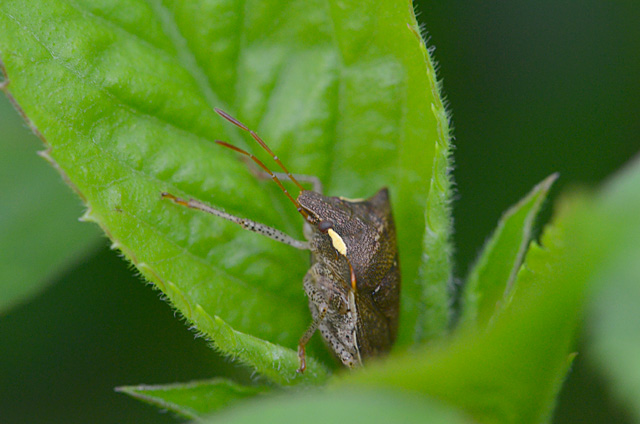 タイワントゲカメムシ1