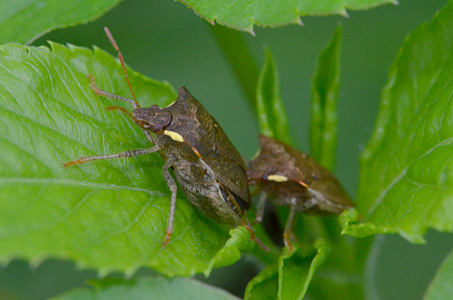 タイワントゲカメムシ1+1