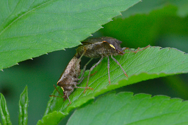 タイワントゲカメムシ1x1