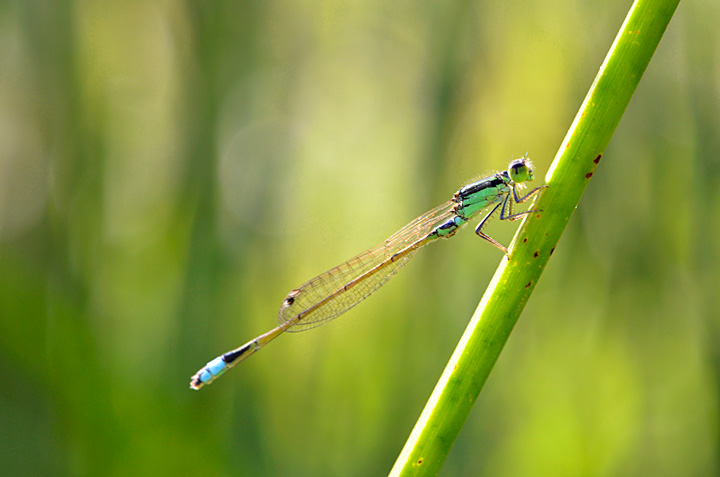 アオモンイトトンボ