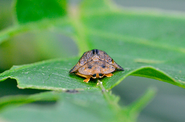 ヨツモンカメノコハムシ