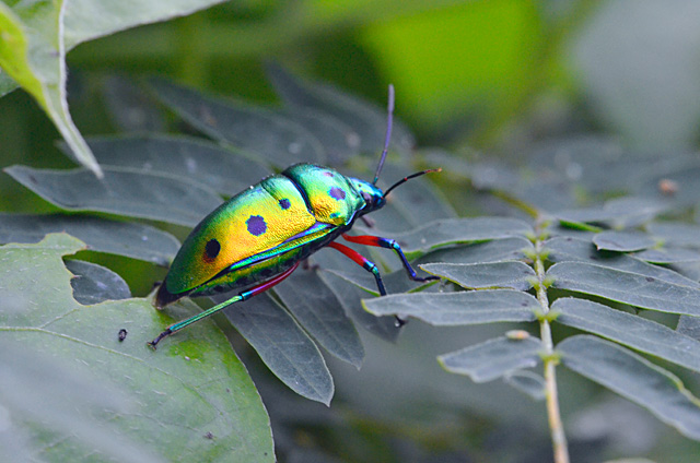 ナナホシキンカメムシ