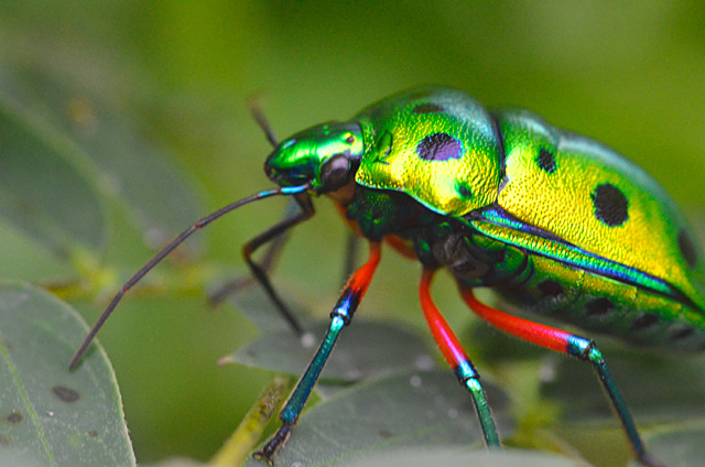 ナナホシキンカメムシ