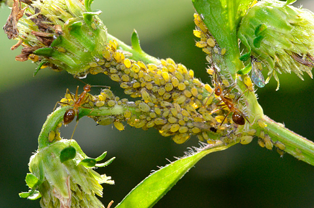 アシナガキアリ