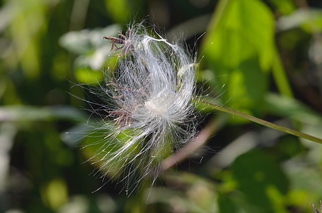 サカキカズラ？