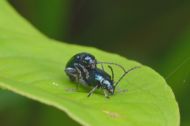 カミナリハムシ・ペア