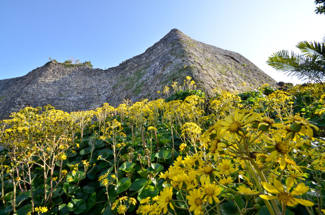 満開のツワブキ