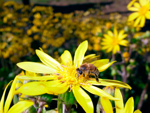 セイヨウミツバチ訪花