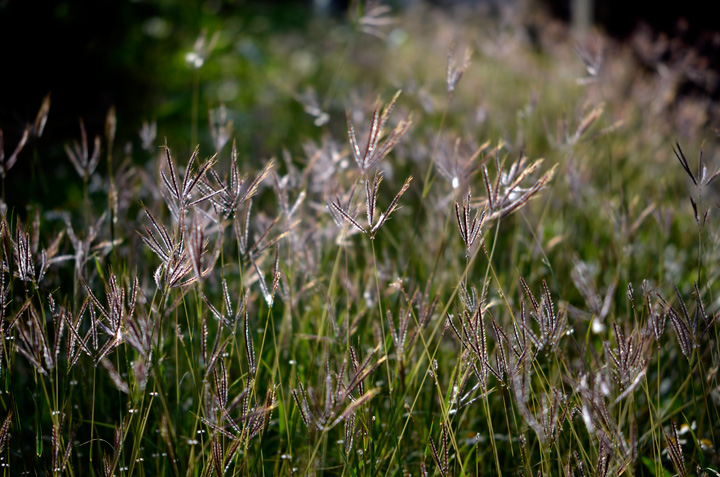 ムラサキヒゲシバ