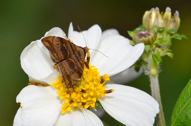 アコウハマキモドキ