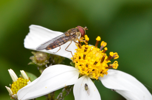 ホソヒラタアブ