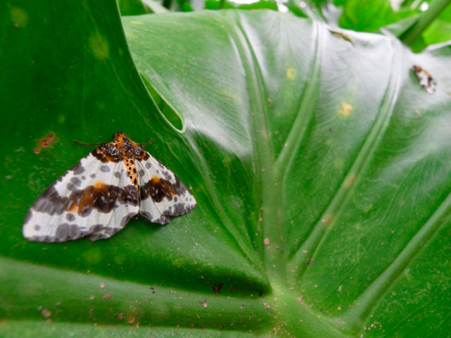 ユウマダラエダシャク